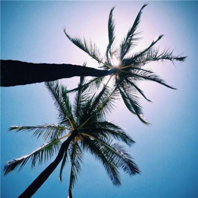 来古project测试版